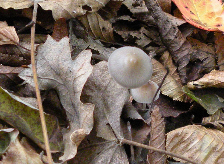 Mycena dal lungo gambo con micro delle spore